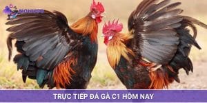 Trực Tiếp Đá Gà C1 Hôm Nay