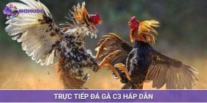 trực tiếp đá gà c3