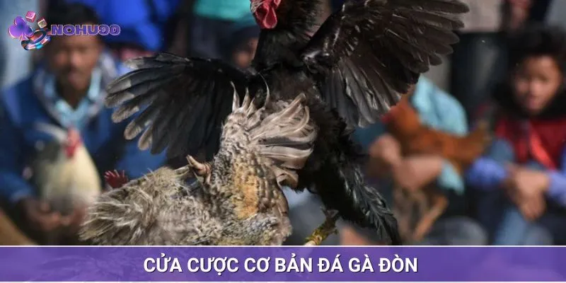 Cửa cược đá gà đòn phổ biến tại nhà cái trực tuyến 