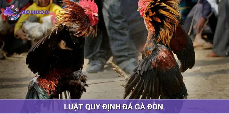 Luật thi đấu chọi gà đòn cơ bản nhất bạn cần nắm chắc 