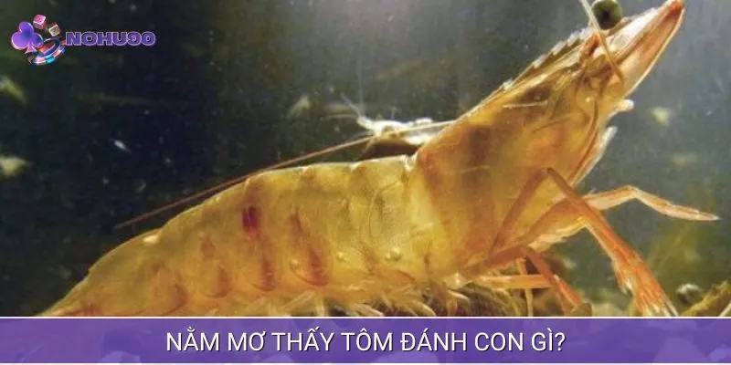 Giấc mộng về tôm và những con số tài lộc liên quan 