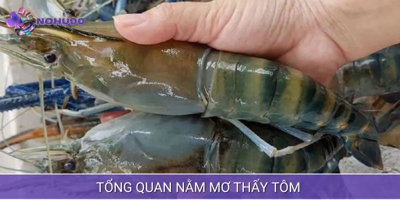 Nằm mơ thấy tôm đôi điều tổng quan 